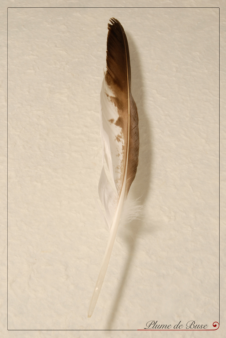 Illustration03